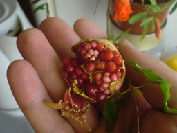 Можно ли вырастить дома гранат? Можно ли вырастить дома гранат?