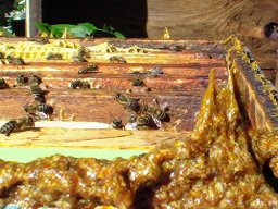 Лечение продуктами пчеловодства Лечение продуктами пчеловодства
