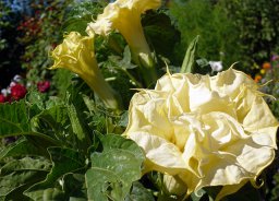 Выращивание датуры (Datura sp.) Выращивание датуры (Datura sp.)