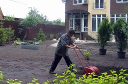 Быстрое озеленения садового участка Быстрое озеленения садового участка