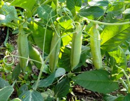 Предшественники овощных культур Предшественники овощных культур