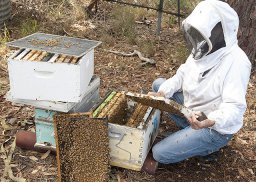 Повышение продуктивности пчелиных семей Повышение продуктивности пчелиных семей