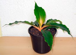 Хлорофитум komosum Bonnu и Green Orange Хлорофитум komosum Bonnu и Green Orange
