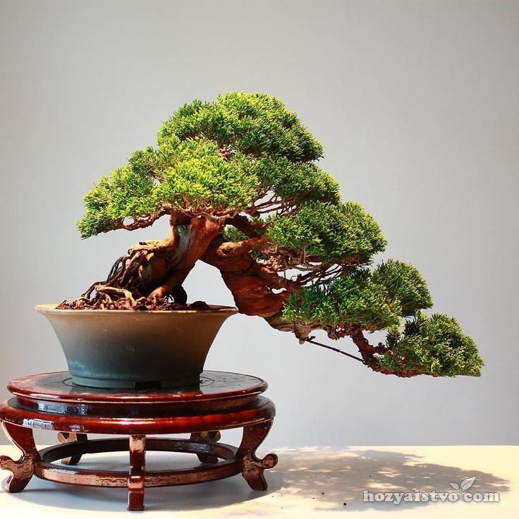 76265d04984ffe07447cabd4e800653e--bonsai-garden-bonsai-art