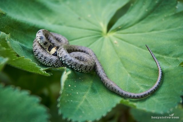 grass-snake-3363966_1280