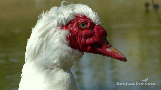 Cairina moschata domestica