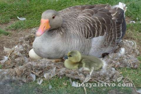 гусыня высиживает яйца