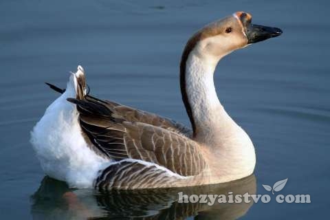 goose