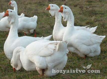стая_холмогорских_гусей