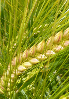 Яровой ячмень в севообороте: как выбрать подходящий сорт для стабильного урожая