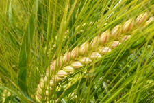 Яровой ячмень в севообороте: как выбрать подходящий сорт для стабильного урожая