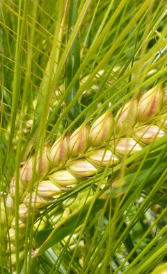 Яровой ячмень в севообороте: как выбрать подходящий сорт для стабильного урожая