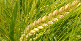 Яровой ячмень в севообороте: как выбрать подходящий сорт для стабильного урожая