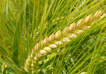 Яровой ячмень в севообороте: как выбрать подходящий сорт для стабильного урожая