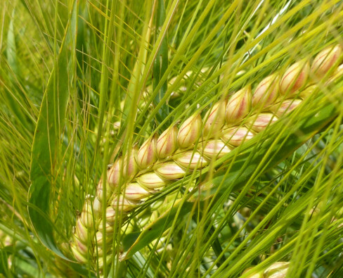 Яровой ячмень в севообороте: как выбрать подходящий сорт для стабильного урожая