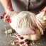 Cómo sacrificar y despostar un pollo con respeto y humanidad: una guía completa y compasiva