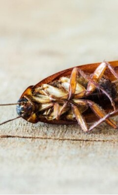 Как выбрать специалистов по дезинсекции от тараканов