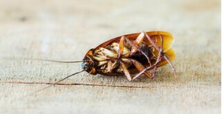 Как выбрать специалистов по дезинсекции от тараканов