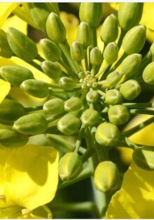 Яровой рапс в севообороте: как выбрать гибрид без лишних рисков