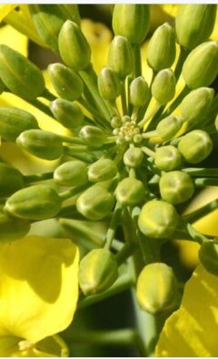 Яровой рапс в севообороте: как выбрать гибрид без лишних рисков