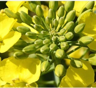 Яровой рапс в севообороте: как выбрать гибрид без лишних рисков