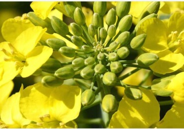 Яровой рапс в севообороте: как выбрать гибрид без лишних рисков