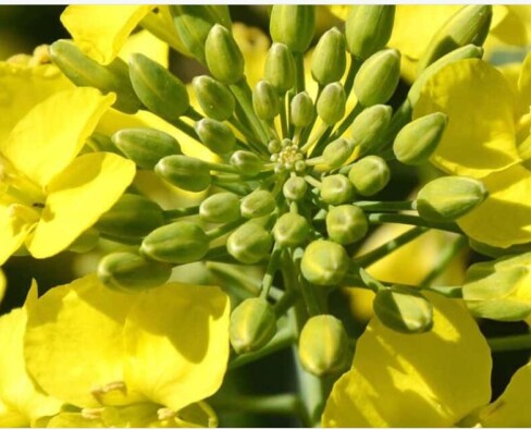 Яровой рапс в севообороте: как выбрать гибрид без лишних рисков