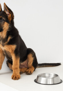 Консервы для щенков: питание для роста и здоровья