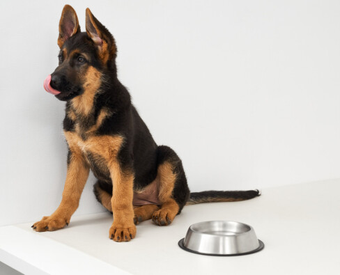 Консервы для щенков: питание для роста и здоровья