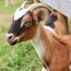 Cómo criar cabras lecheras desde cero: fundamentos, prácticas y futuro para obtener leche de calidad
