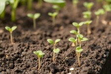 Как подобрать и вырастить саженцы плодовых растений, чтобы сад радовал урожаем